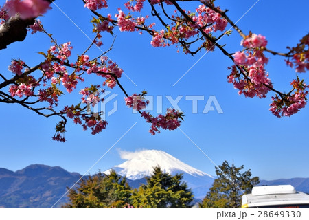河津桜 28649330
