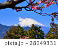 河津桜 28649331
