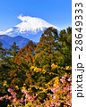 河津桜 28649333