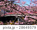 河津桜 28649379