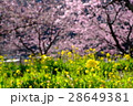 河津桜と菜の花 28649381