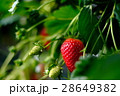 いちご 28649382