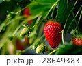 いちご 28649383