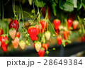 いちご狩り 28649384