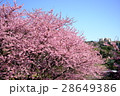 河津桜 28649386