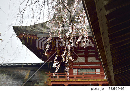 世界遺産　吉野水分神社　桜 28649464