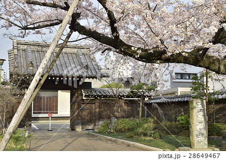 玉窓院　青山　東京　桜 28649467