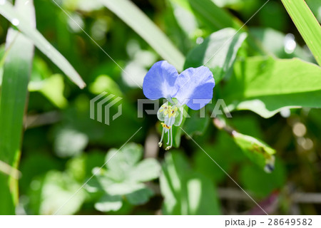 つゆ草 28649582