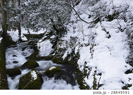 【福井県】雪景色の森林 28649591