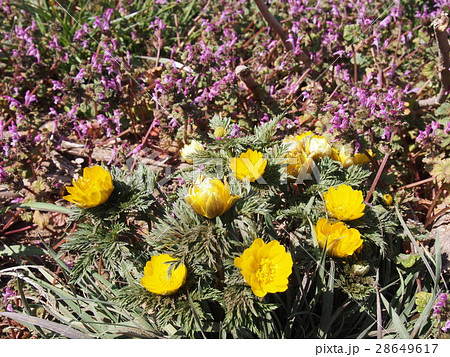 福寿草の花 福寿草の花 28649617