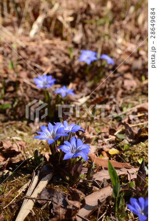 ハルリンドウの青い花 ハルリンドウの青い花 28649684