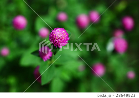 千日紅　ピンク色の花 28649923