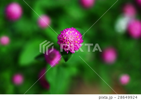 千日紅　ピンク色の花 28649924