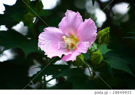 秋まで咲くフヨウの花の写真素材