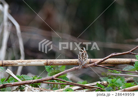 春のカシラダカ 春のカシラダカ 28649959