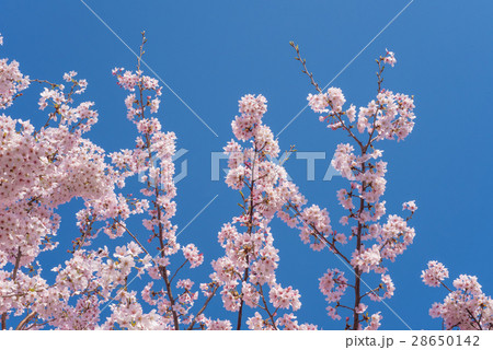満開の桜 28650142