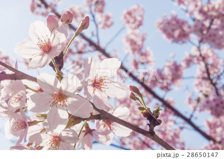 満開の桜　クローズアップ 28650147