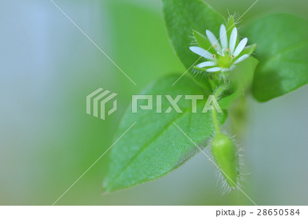 ハコベラ ハコベラ 28650584