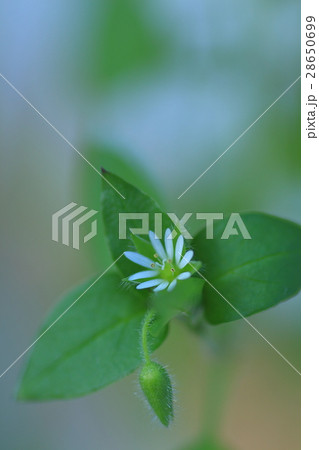 ハコベラ 28650699