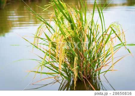 rice in the field 28650816