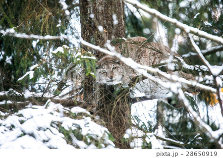 Lynx Hunting in a Winter Forest 28650919