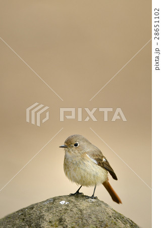 ジョウビタキの雌 28651102