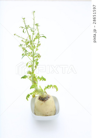 大根の葉 28651597