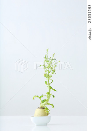 大根の葉 大根の葉 28651598