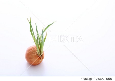 玉ねぎの芽 玉ねぎの芽 28651600