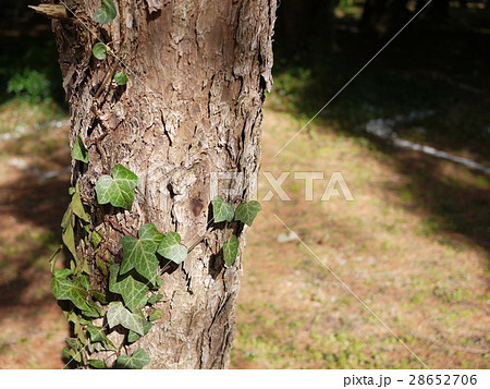 木に巻き付く植物の写真素材