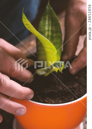 Man in a blue shirt indoor plants flower closeup 28652856