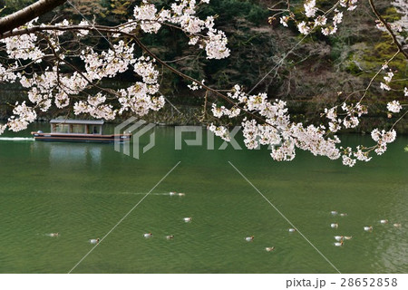 京都嵐山の春　朝の保津川と桜 28652858