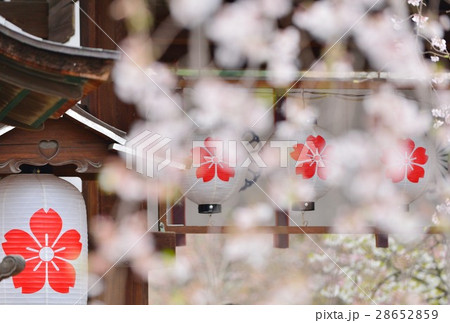 京都平野神社 桜色 京都平野神社 桜色 28652859