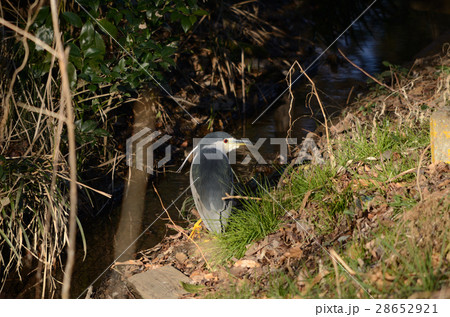 ゴイサギ・五位鷺 28652921