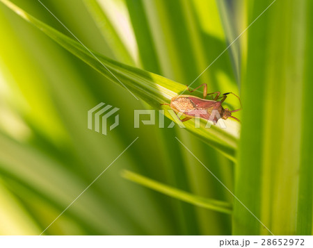 Little Brown Insect 28652972