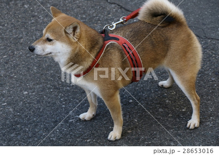 散歩中の柴犬 28653016