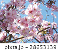 河津桜のアップ3 28653139