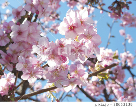 河津桜のアップ3 28653139