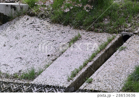 桜 桜 28653636