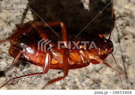 クロゴキブリ・黒ゴキブリの若齢幼虫、腹面。 28653808