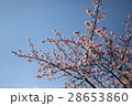 桜 28653860