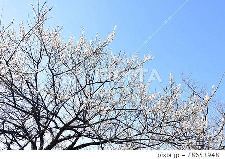北習志野近隣公園の梅 28653948