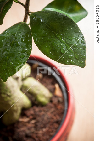 closeup of raindrops on ficus retusa bonsai closeup of raindrops on ficus retusa bonsai 28654016