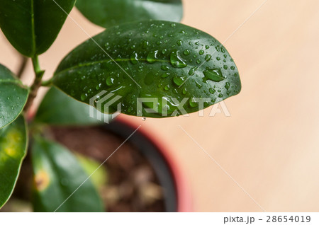 closeup of raindrops on ficus retusa bonsai 28654019