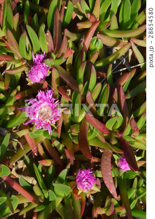 カルポブロツス・キレンシス 28654580