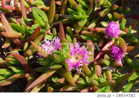 カルポブロツス・キレンシス 28654582