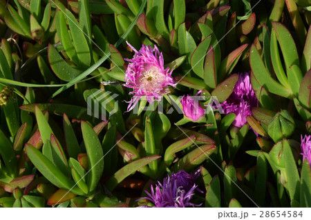 カルポブロツス・キレンシス 28654584