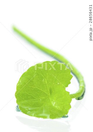 Gotu Kola or Centella asiatica. 28656431