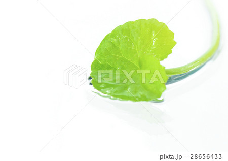 Gotu Kola or Centella asiatica. 28656433