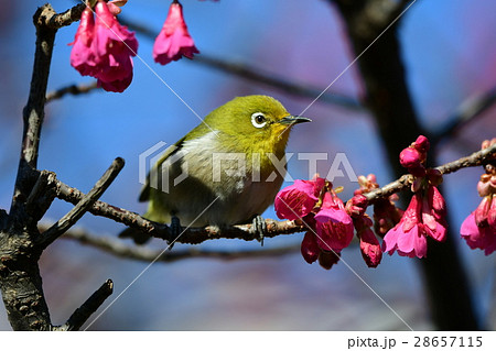 寒緋桜とメジロa1 28657115
